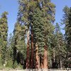 usa2004 sequoia 004